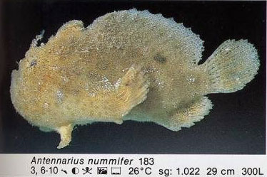 Antennarius nummifer